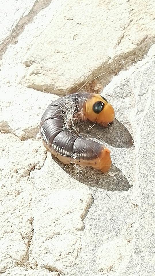 larva con gli occhiali da sole - Daphnis nerii, Sphingidae